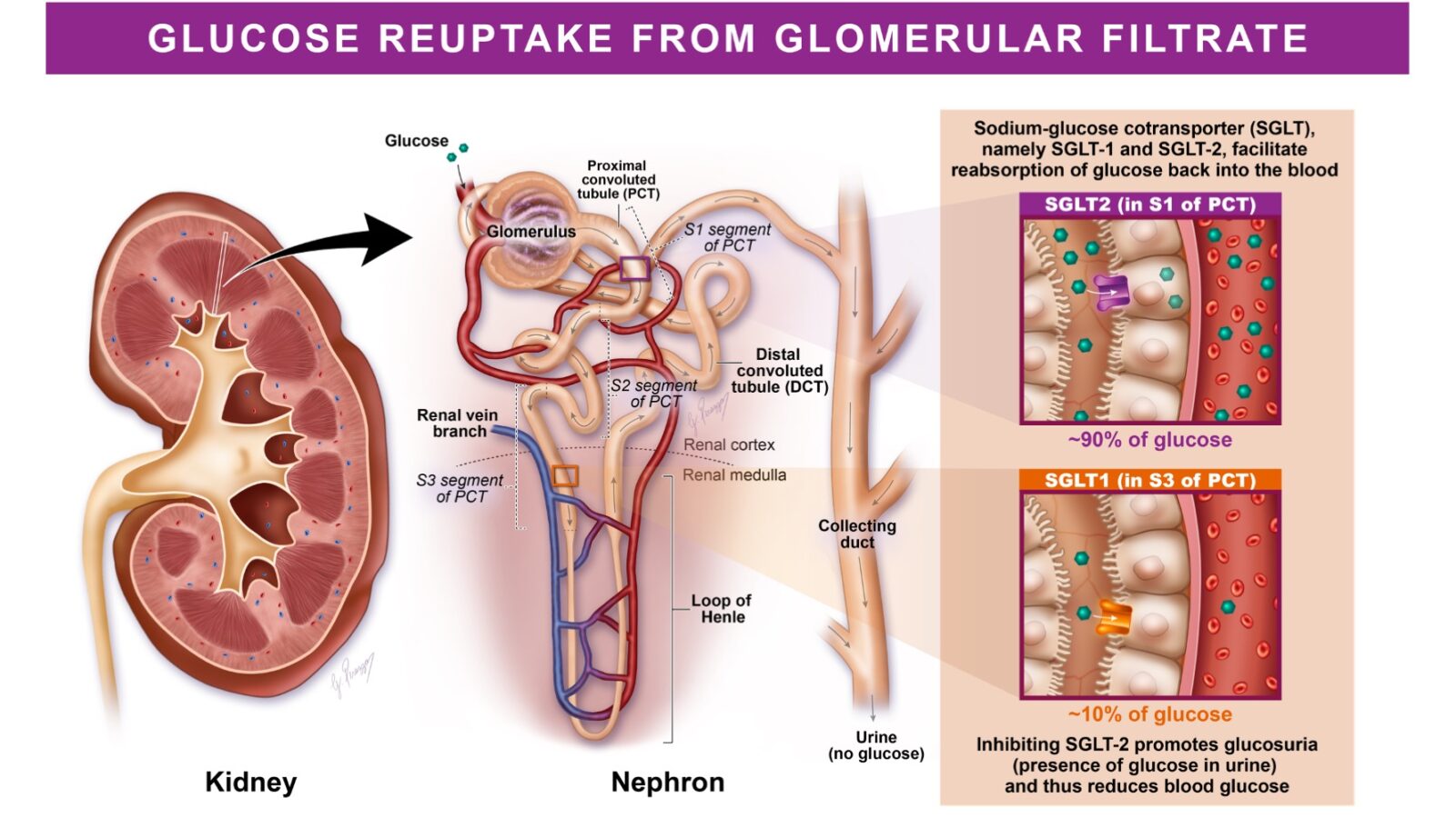Medical illustration