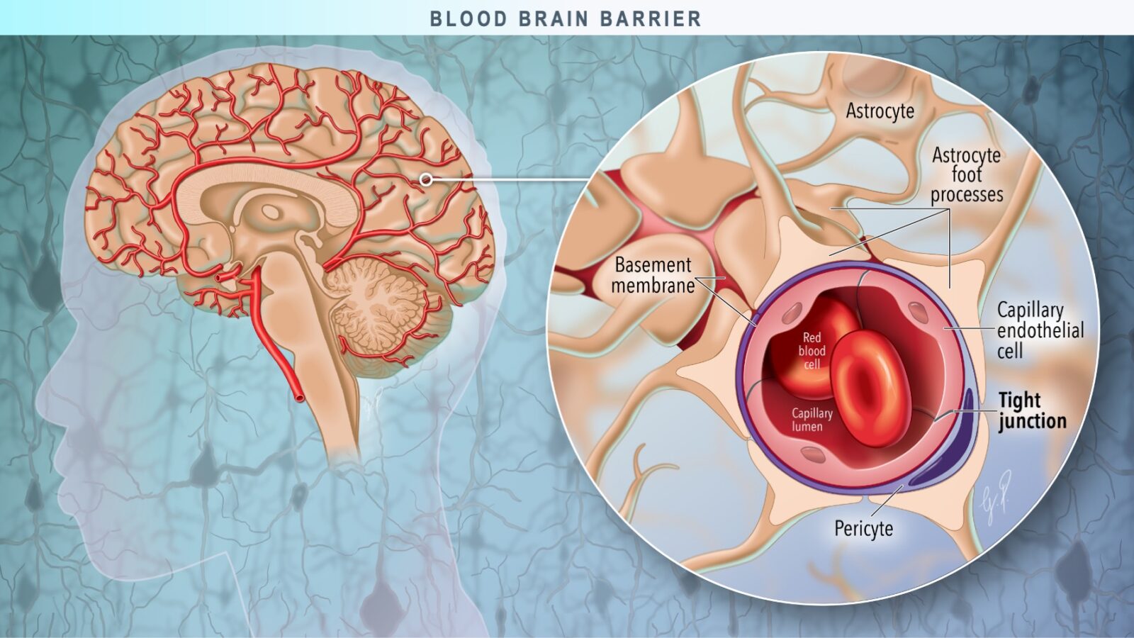 Medical Illustration