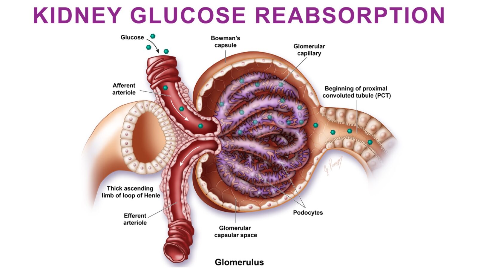 Medical Illustration
