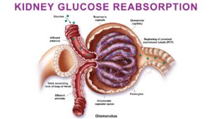 Medical Illustration
