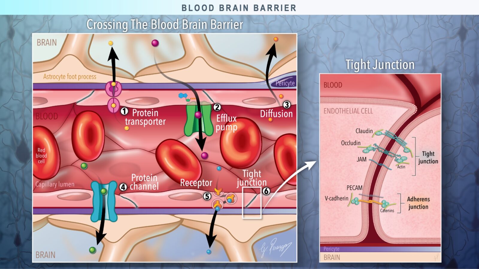 Medical illustration