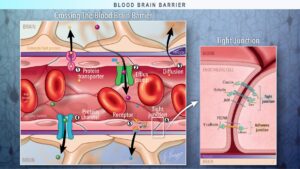 Medical illustration