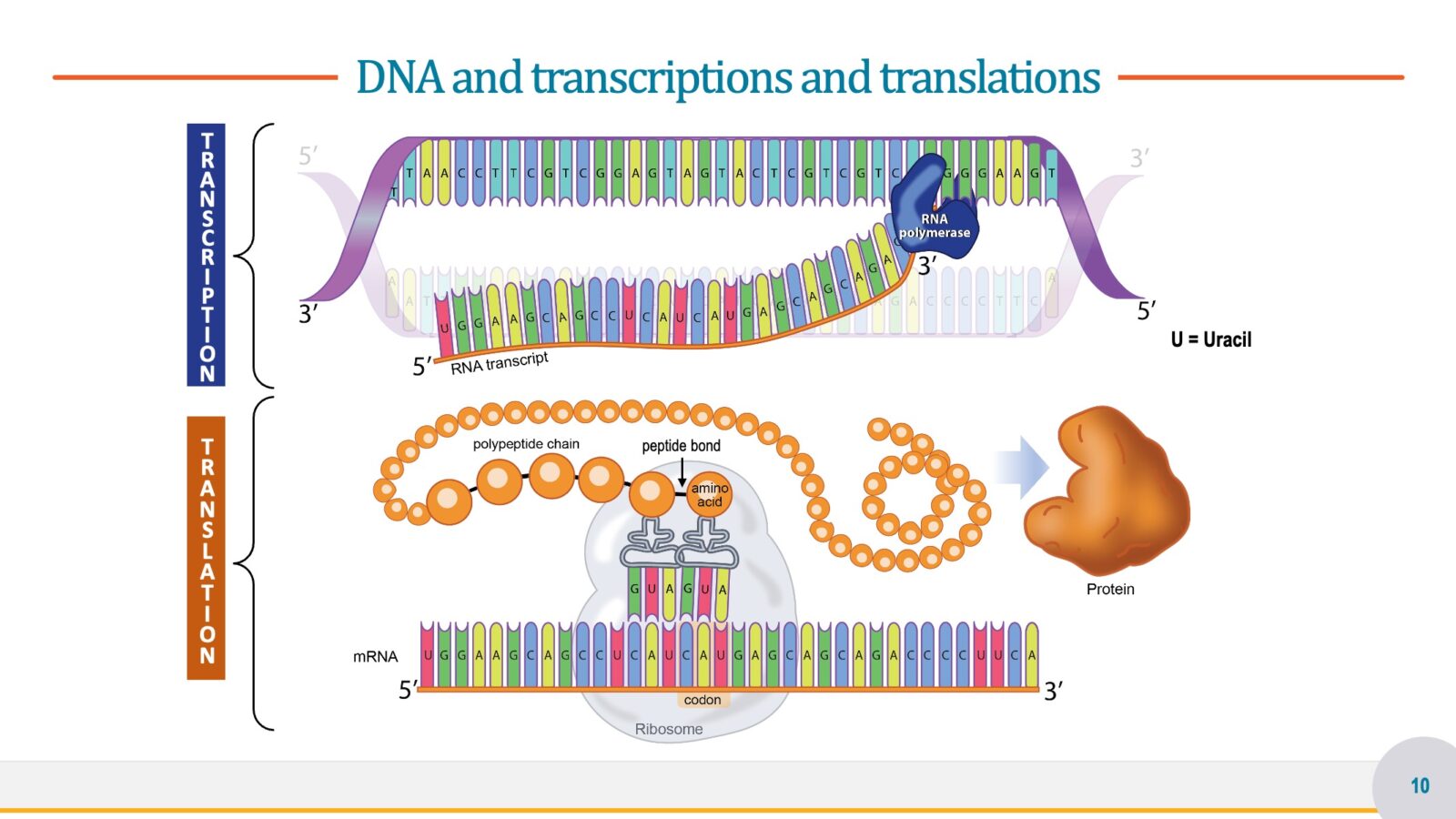 Genetic Illustration