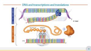 Genetic Illustration