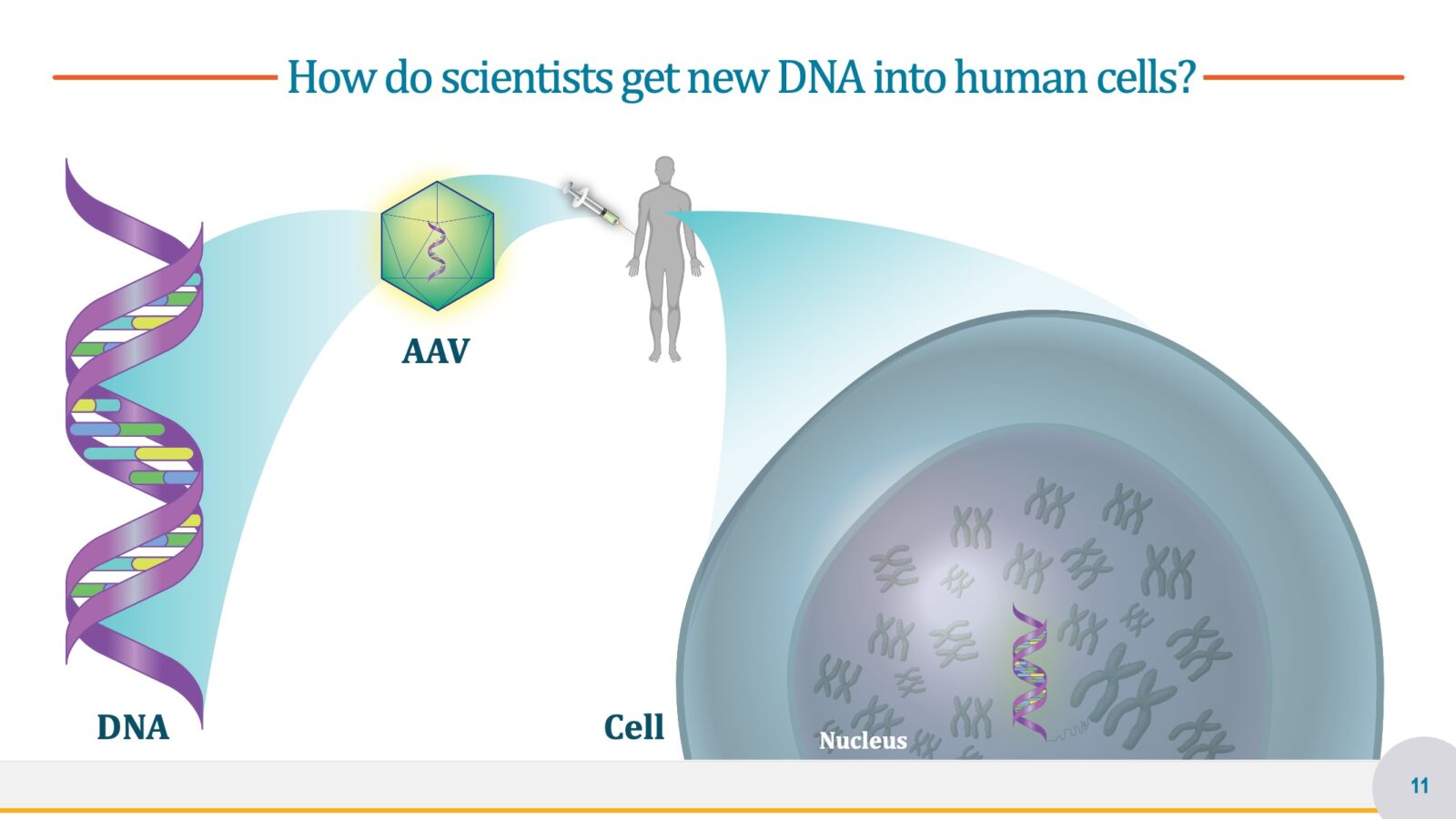 Genetic Illustration